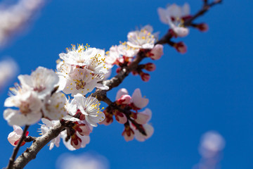 Spring flowers. Branches of flowering apricot against the blue sky. White blossom. Spring background.