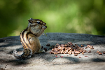Chipmunk