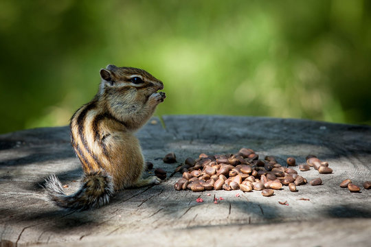 Chipmunk