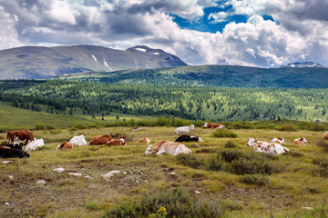 Fototapeta na wymiar Free cows are resting on a mountain pasture in summer day. Cows graze freely in the mountains, lie on the ground against the background of green hills and beautiful sky.