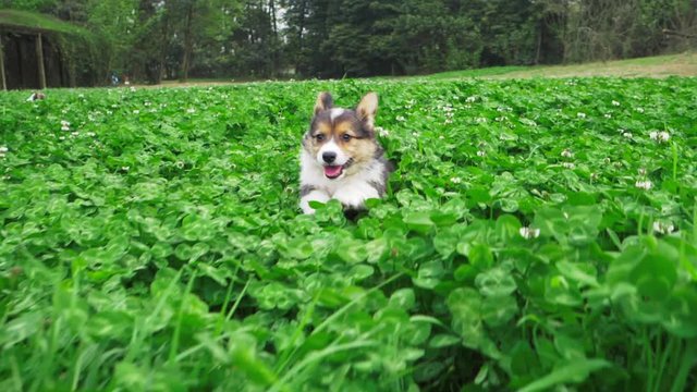 A cute hairy Corgi puppy with hair of white, black and yellow colors runs in the lush clover and flowers towards the camera in the field with its mouth opened and behind it is a row of tall trees. 