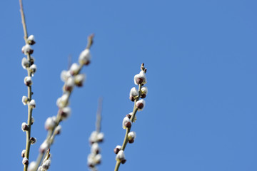 Branches of pussy-willow on background of blue sky