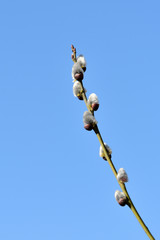 Branch of pussy-willow on background of blue sky close up