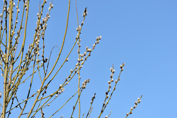 Bush of pussy-willow on background of blue sky