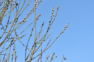 Bush of pussy-willow on background of blue sky