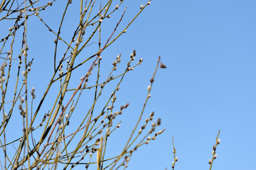 Bush of pussy-willow on background of blue sky