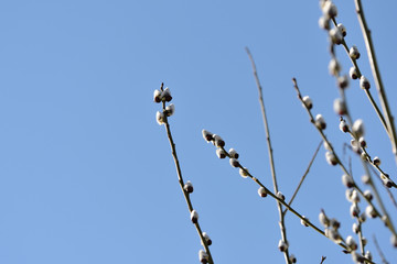 Branches of pussy-willow on background of blue sky