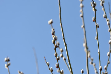 Branches of pussy-willow on background of blue sky