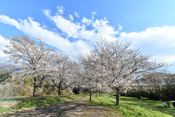 Fototapeta premium 桜の花