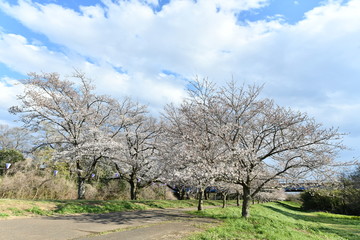 桜の花