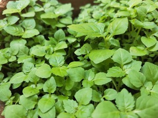 fresh green lettuce in the garden