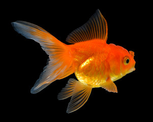 gold fish isolated on black background