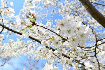 Obraz premium 大島桜