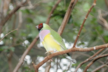 Beautiful Birds