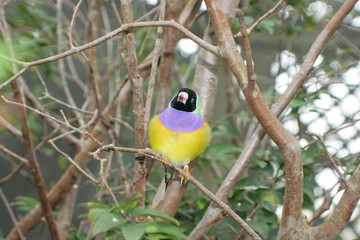 Beautiful Birds