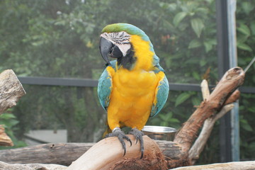 Beautiful Birds