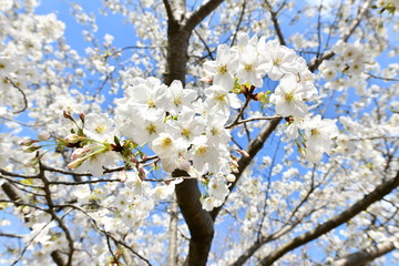 大島桜