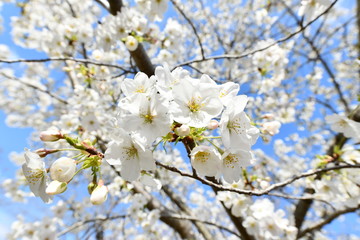 大島桜