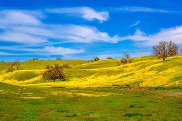 Wildflowers Super Bloom