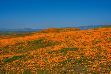 Wildflowers Super Bloom