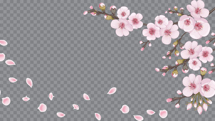 Handmade background in oriental style. The idea of textile design, wallpaper, packaging, printing. Flying sakura flowers. Rose on transparent background.