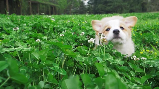 Slow motion of one lovely Corgi dog running after camera in grassland meadow spring day. Close up view of adorable Corgi puppy having fun playing outdoor in the bloom clover field happy animals  