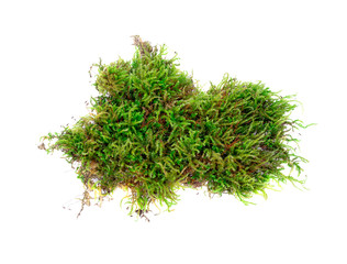 Green moss isolated on white background.