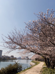 川沿いの桜並木道と木漏れ日のある風景 Scenery with cherry blossom trees along the river and sunbeams14