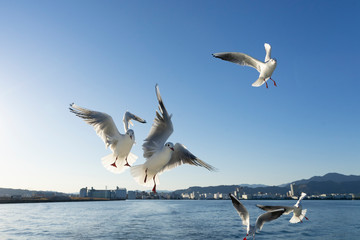 Gaivotas no ar se alimentando com fundo azul