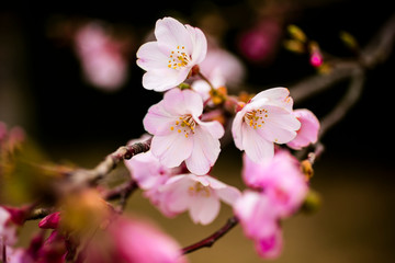 Obraz premium Detalhes de flor de cerejeira (sakura) no Japão