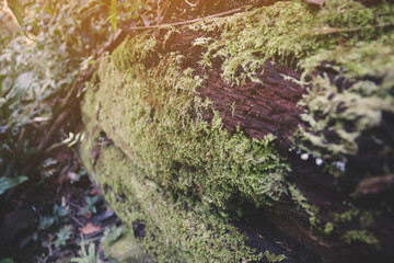 young people hiking in forest