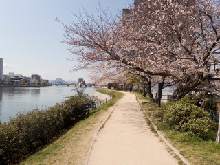 川沿いの桜並木道と木漏れ日のある風景 Scenery with cherry blossom trees along the river and sunbeams1