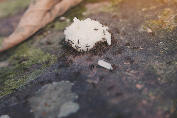 Obraz premium young people hiking in forest