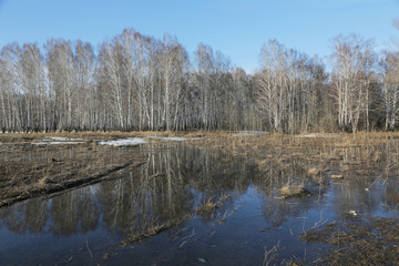 Reflection of the forest in the melted snow