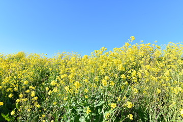 Obraz premium 菜の花