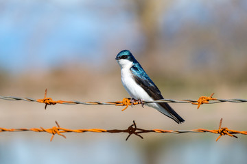 one beautiful blue swallow resting on rusted bob wire on a sunny day
