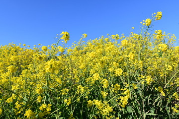 菜の花