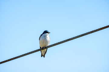 one beautiful blue swallow resting on wire on a sunny day with clear blue background