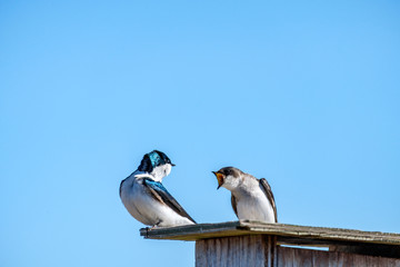 two swallows standing on top of bird box shouting to each other on a sunny day under blue sky