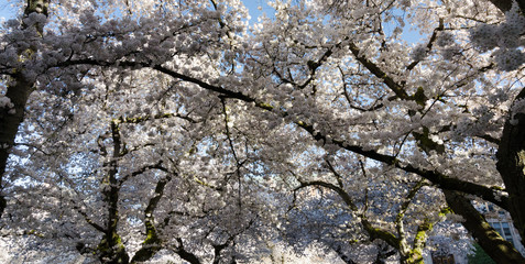 Branches of blooming sakura trees