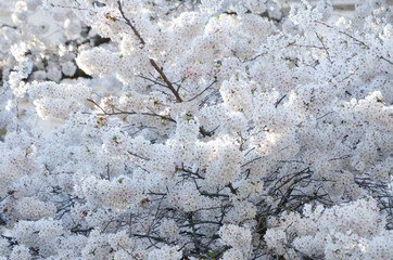 Branches of blooming cherry trees