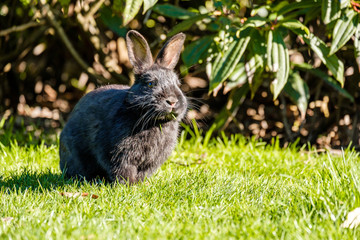 cute black rabbit sitting on green grass field under the sun near the bushes eating with grasses in its mouth
