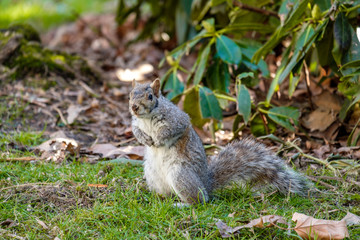 close up of one cute brown squirrel cautiously standing on the green grass field in the park looking your way