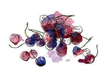 Hand drawn watercolor summer berries white background