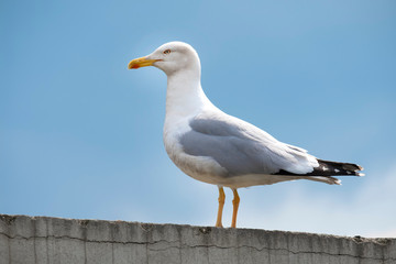 Seagull Standing On A Wall