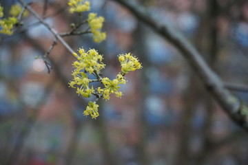 yellow flowers in spring