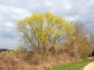 arbres à la Base de Loisirs du Val de Seine à l'ouest de Paris