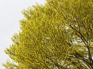 Cercidiphyllum japonicum - Houppe du Katsura ou Arbre au caramel