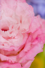 Beautiful pink Prairie Gentian (Eustoma) flower  is blooming. close up, Blurred background 