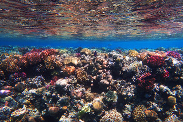 coral reef in egypt